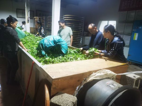 李素华副主席、卢江凌副主席在茶业初制车间调研.jpg