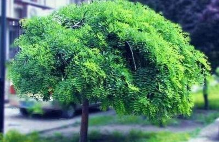 11181731917540899887.png screenshot-1731917351354.png