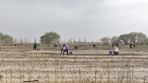 04111744369777716076.jpg 微信图片_20250411120508.jpg