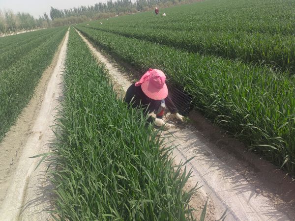 04241745497530294536.jpg IMG_20250424_160839.jpg