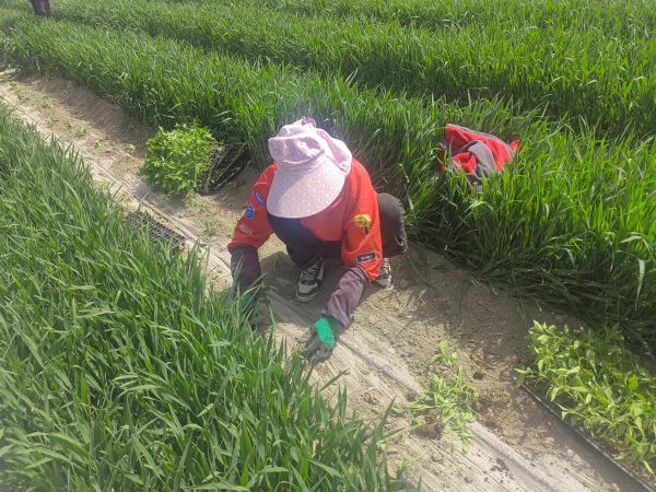 04241745497534973908.jpg IMG_20250424_160255.jpg