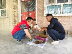 七团四连免费发放赤芍苗种 助力职工增收添绿意
