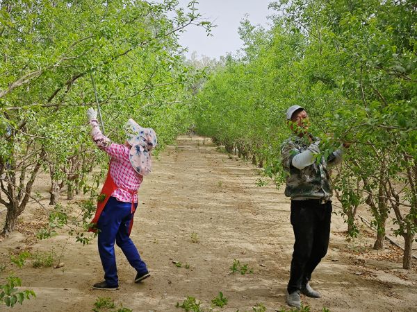 05071746616710591283.jpg 袁小燕边工作、边指导抹芽中.jpg