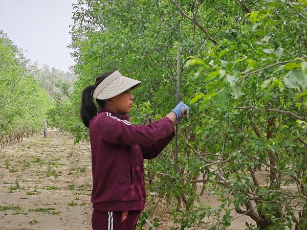 05071746616727890321.jpg 工人正在抹芽.jpg