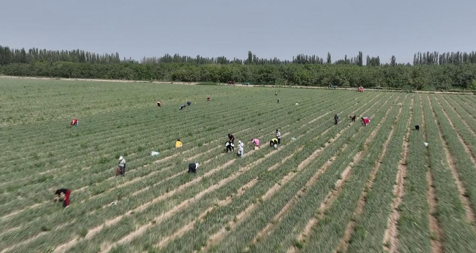 屏幕截图 2025-05-15 171006.png