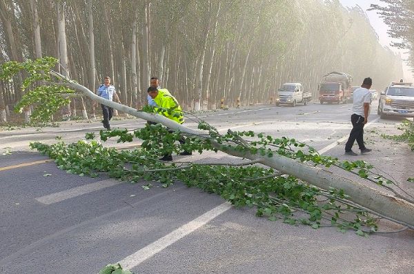 1、202025年5月19日，拜城执法大队执法人员清理倒在路中间的树木.jpg