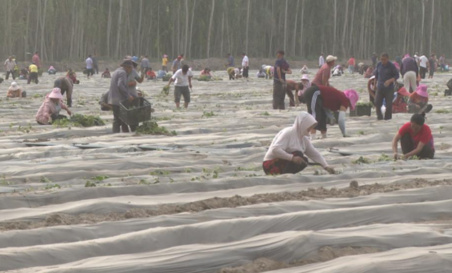 屏幕截图 2025-06-12 184708.png