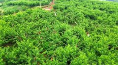 聂市镇涓湖田园：黄桃成熟采摘季 生态种植助增收