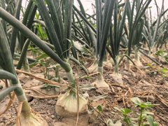 七团三连洋葱种植即将迎来丰收季