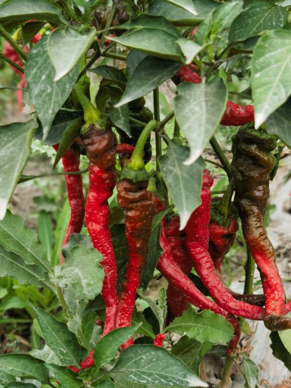 07281753698788513860.jpg 微信图片_20250725164832.jpg