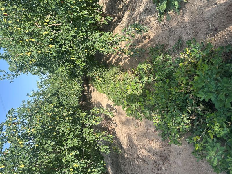 08271756298093150554.jpg 枣树行间套种花生.JPG