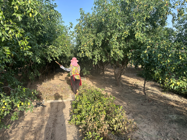 08271756298100752556.png 工人正在清理枯枝.png