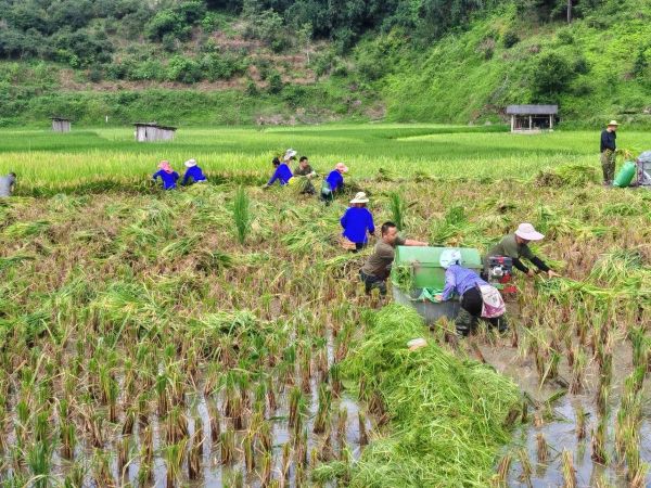 图为 从江县西山镇三合村拥军收割队助力军属抢收秋粮现场（梁凤婷 摄）.jpg