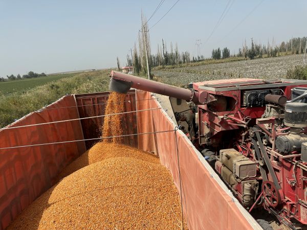 09151757941110966745.jpg 玉米装车.JPG