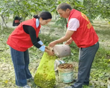 金秋时节“志愿红”解民忧助丰收