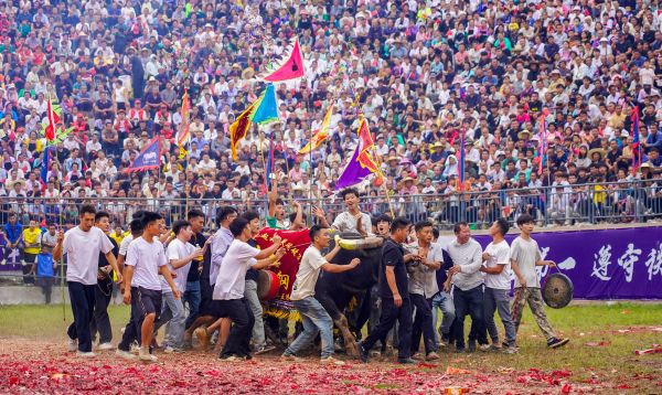 2025年9月20日，人们在贵州省从江县丙妹镇松学牛塘参加斗牛游塘仪式。 (3).jpg