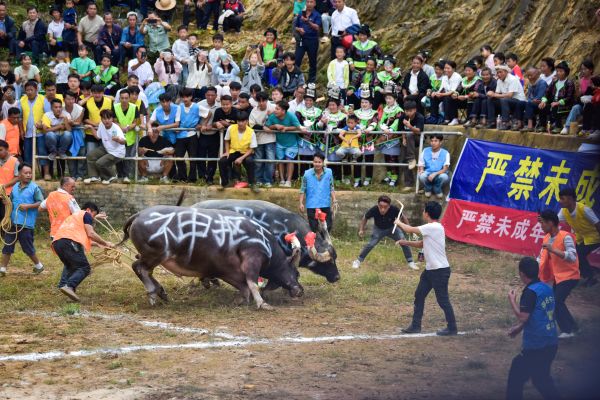 2025年10月3日，在贵州省黔东南苗族侗族自治州从江县加勉乡党翁村苗岭牛塘，两头牛王正在打斗。.jpg