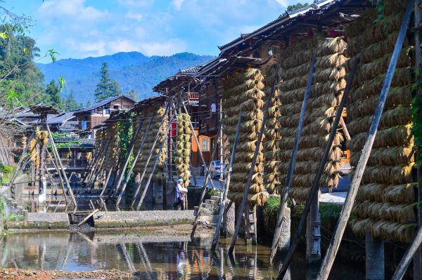 2025年10月11日，贵州省从江县高增乡占里村禾晾景色。 (3).jpg