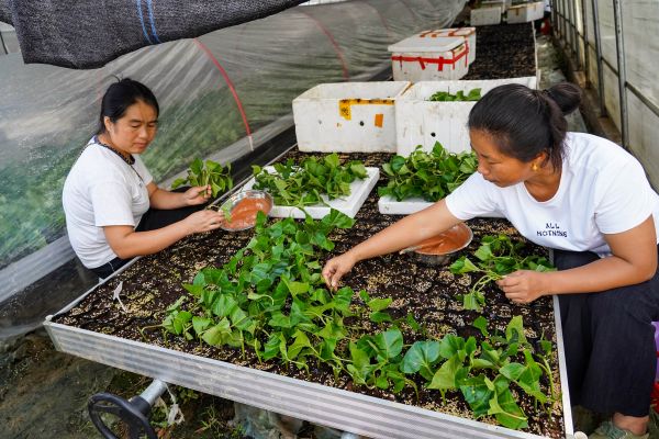 2025年10月17日，在贵州省从江县贯洞镇的百香果育苗基地温室大棚里，工人在扦插百香果苗。 (2).jpg