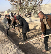 新疆库车市：冬季植树忙 千棵果树扮靓乡村添“财”气