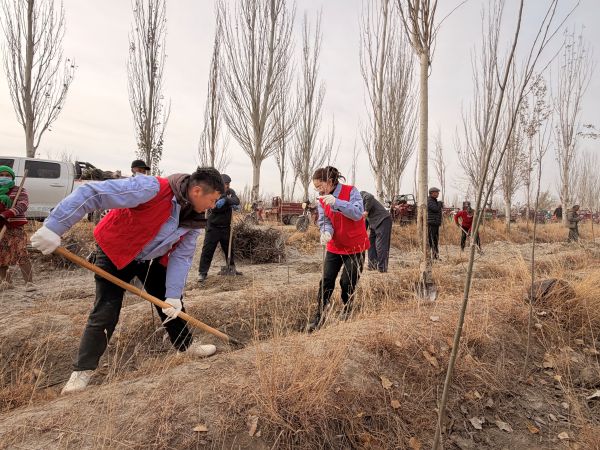 工作队队员正在对新种树苗培土并踩实1.jpg