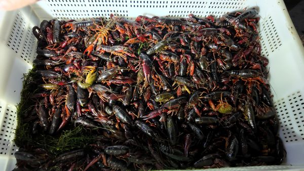 11171763380072476879.jpg DJI_20251115014649_0554_D.JPG