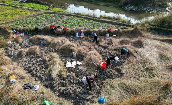 2025年12月27日，游人在贵州省从江县贯洞镇龙图村田里体验采挖荸荠。 (3).jpg