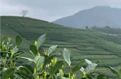 母亲的老芭叶茶