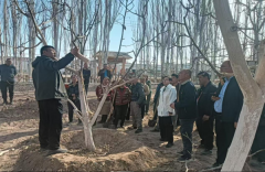 核桃修剪技术宣讲培训 助力群众丰产增收