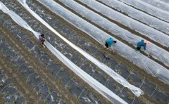 贵州从江：“校园餐”蔬菜基地移栽忙