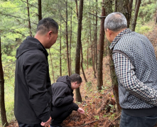 通道菁芜洲镇：青山种出致富药 产业铺就振兴路