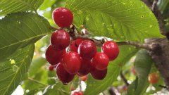 小湾镇：樱红满枝产业旺 一码订购助农忙