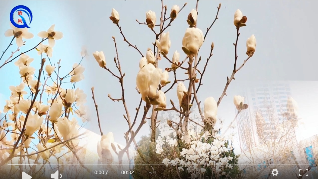 第一师医院玉兰轻绽，“医”途藏“春信” #花开了你在哪快快来看花