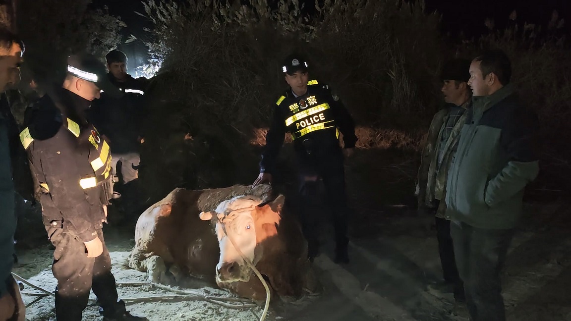 新疆沙雅公安：半吨黄牛坠3米深坝 民警群众联手暖心救援